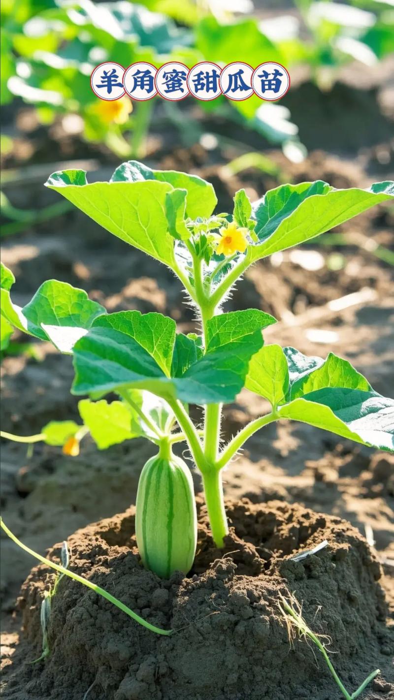溥皮甜瓜怎么种？高产技术有哪些要点？-图1