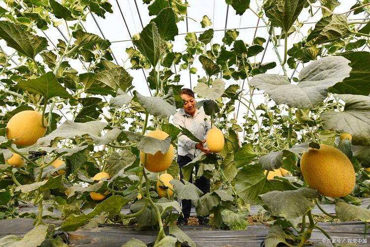 溥皮甜瓜怎么种？高产技术有哪些要点？-图2