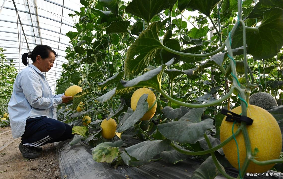 溥皮甜瓜怎么种？高产技术有哪些要点？-图3