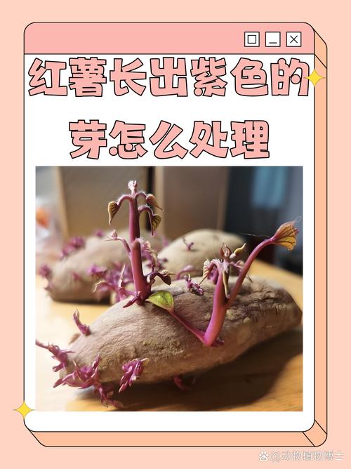 紫地瓜怎么种？视频教你关键技术！-图1