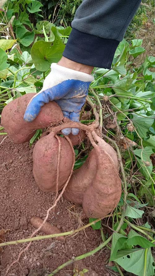 紫地瓜怎么种？视频教你关键技术！-图2