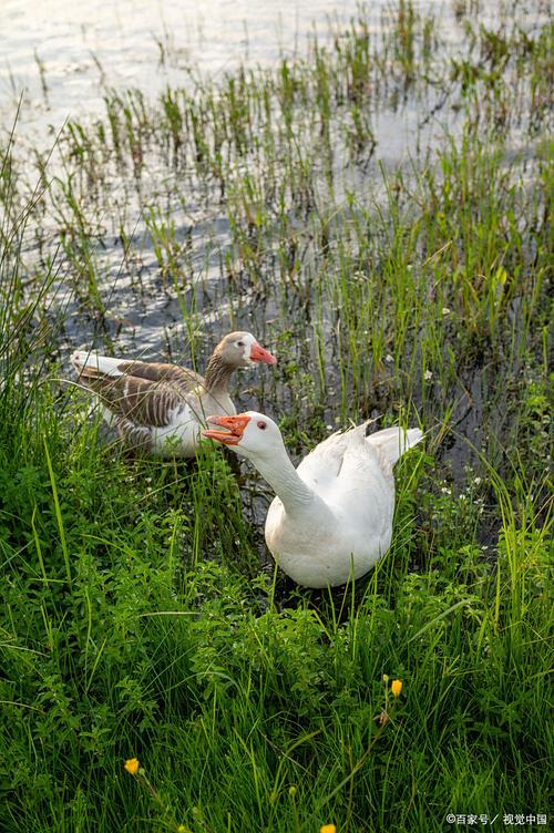 鹅吃哪些牧草品种？-图1