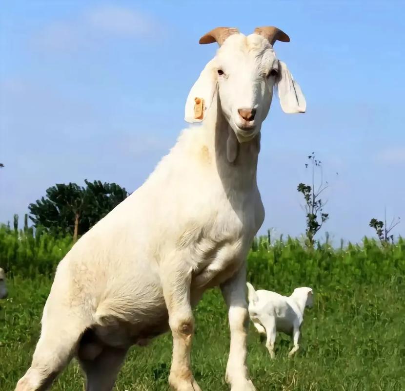 山东农科院山羊好品种有何优势？-图3