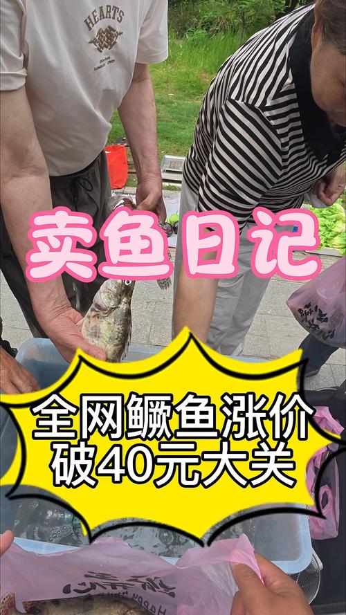 今日江苏桂鱼价格多少钱一斤？-图3