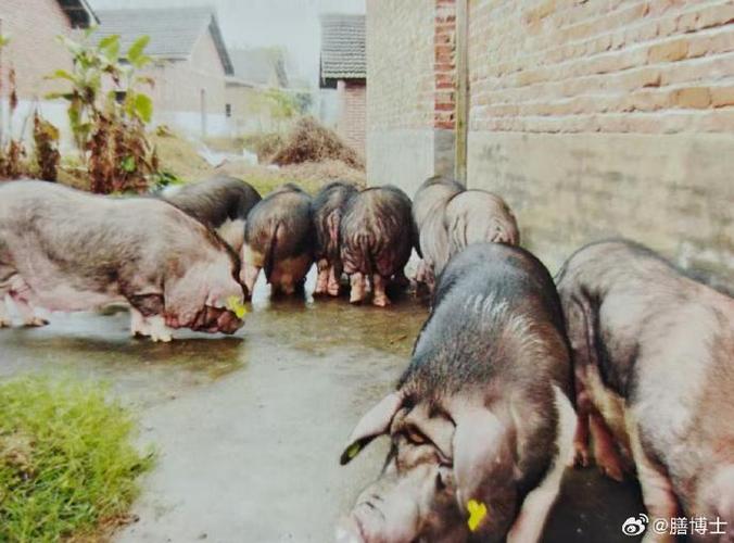 江西地方品种猪如何分类？-图2