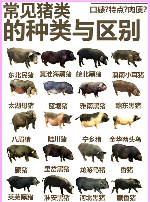 江西地方品种猪如何分类？-图1