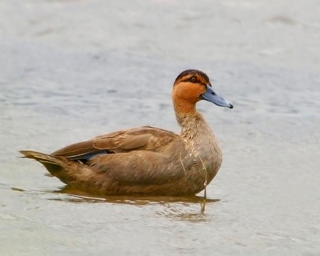 世界著名肉鸭品种有哪些？-图3