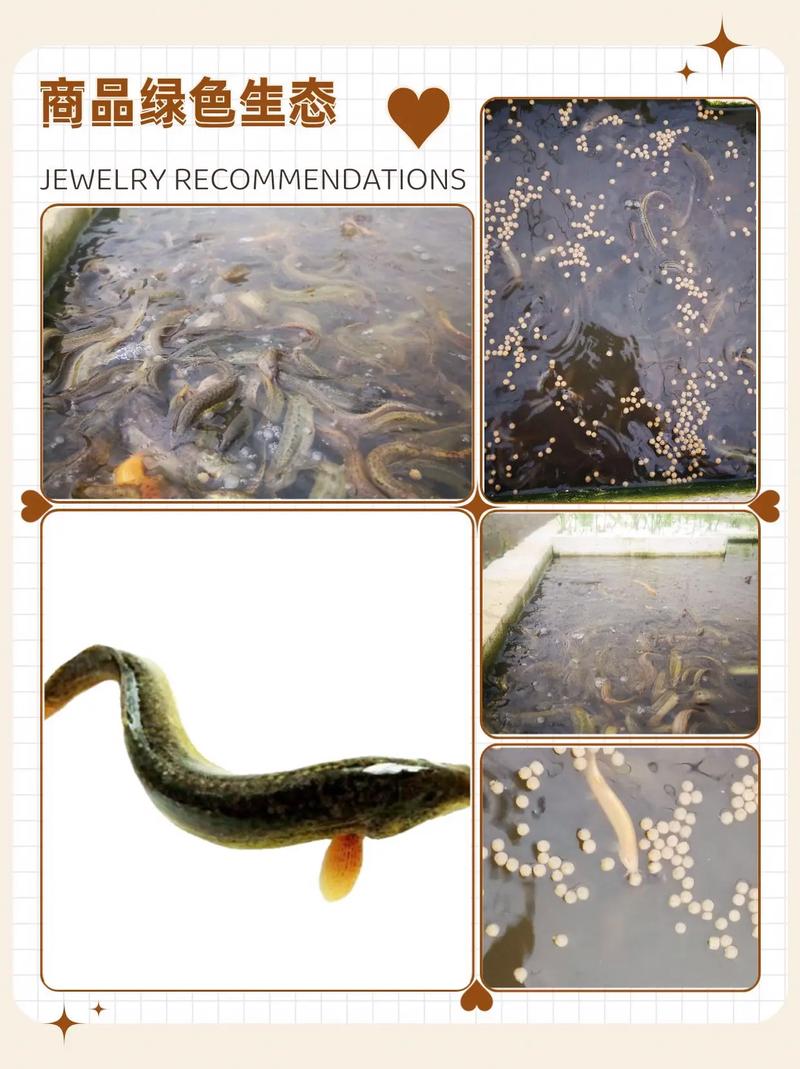 裕农世纪泥鳅养殖技术有何核心优势？-图1