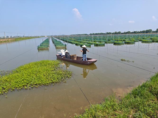 湖北黄鳝养殖技术培训如何快速掌握核心技巧？-图2