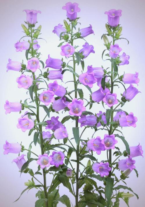 风铃草怎么种？管理有哪些关键技巧？-图3