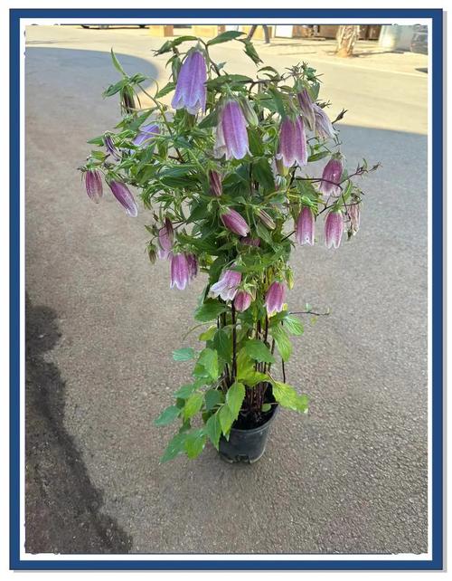 风铃草怎么种？管理有哪些关键技巧？-图2