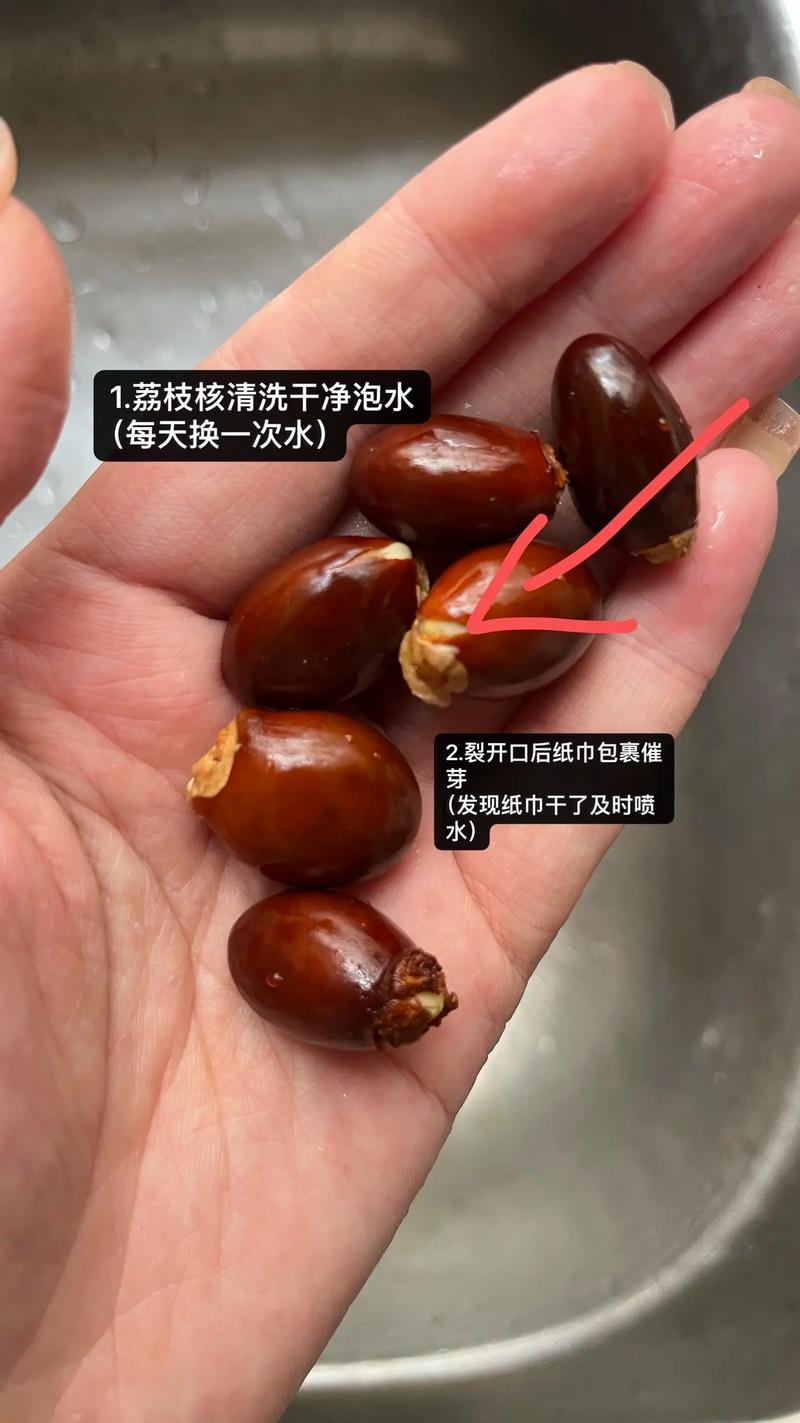 荔枝种植技术怎么学？农村新手该从哪入手？-图1