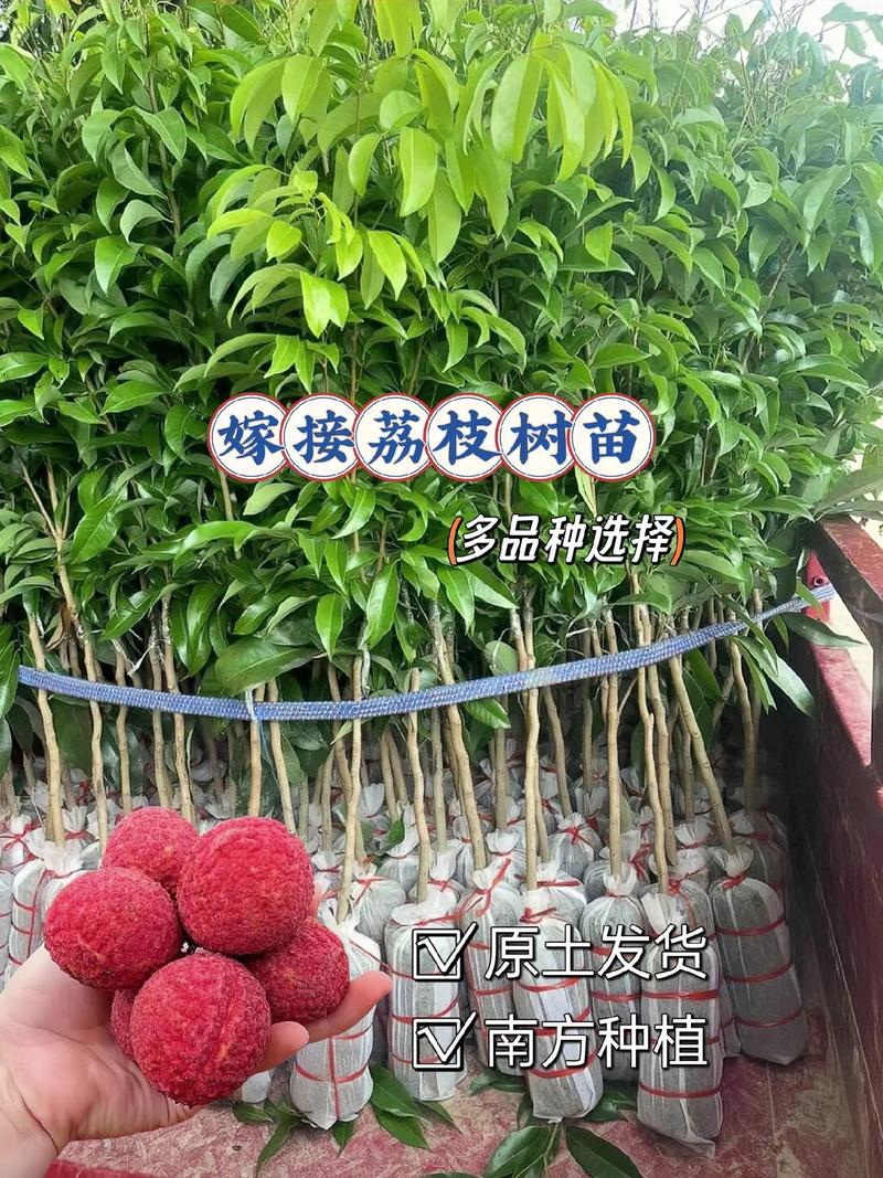 荔枝种植技术怎么学？农村新手该从哪入手？-图3