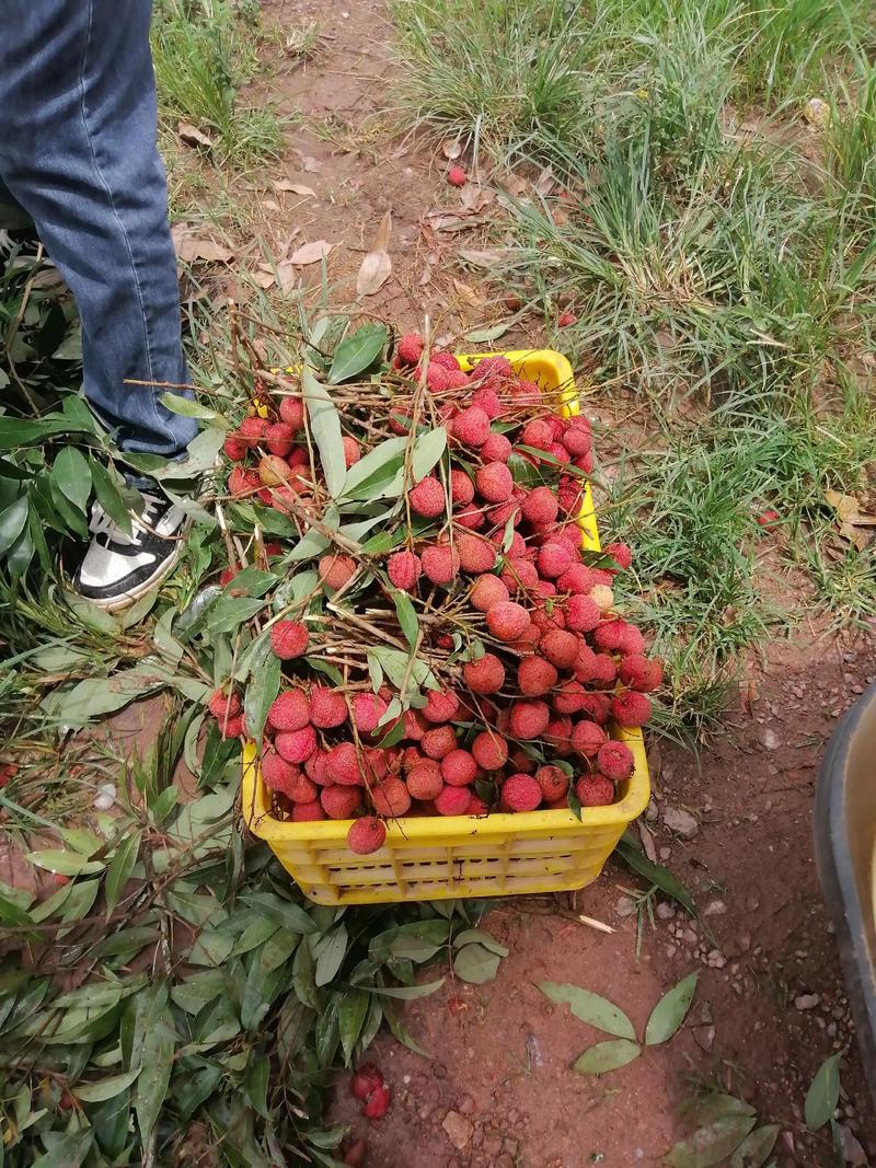 中国最贵荔枝产自哪里？-图2