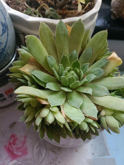 观音莲多肉品种究竟有多少？-图1