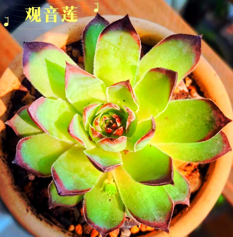 观音莲多肉品种究竟有多少？-图2