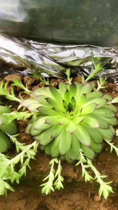 观音莲多肉品种究竟有多少？-图3