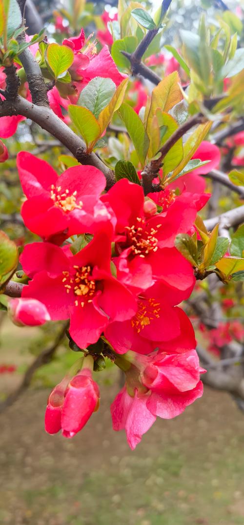 哪种海棠花颜值最高？-图2