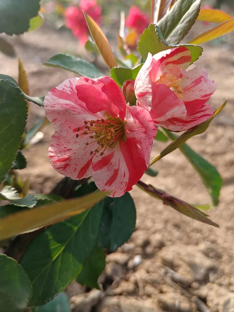 哪种海棠花颜值最高？-图1