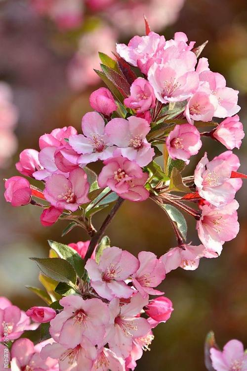 哪种海棠花颜值最高？-图3