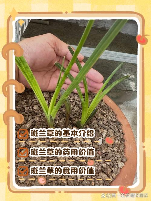 兰草品种多，栽培技术有何讲究？-图3