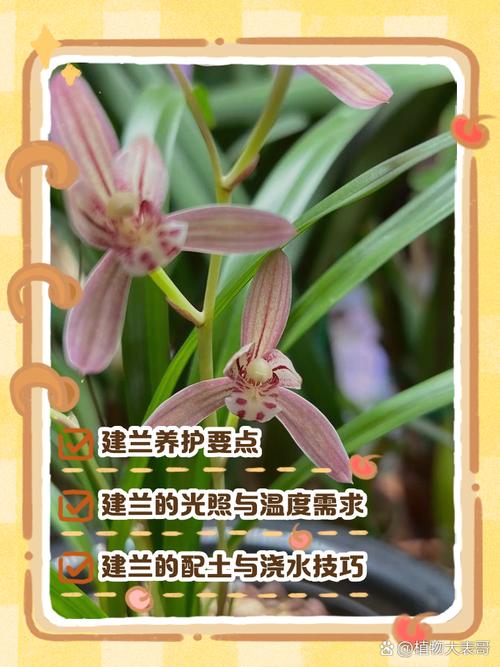 兰草品种多，栽培技术有何讲究？-图2