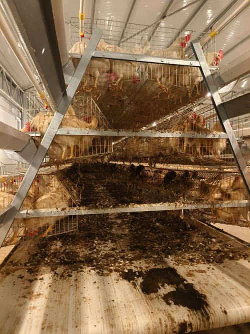 鸡粪发酵养猪技术视频-图2