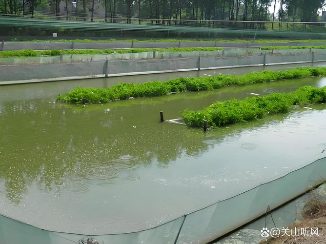 正宗泥鳅养殖技术有哪些关键要点？-图3