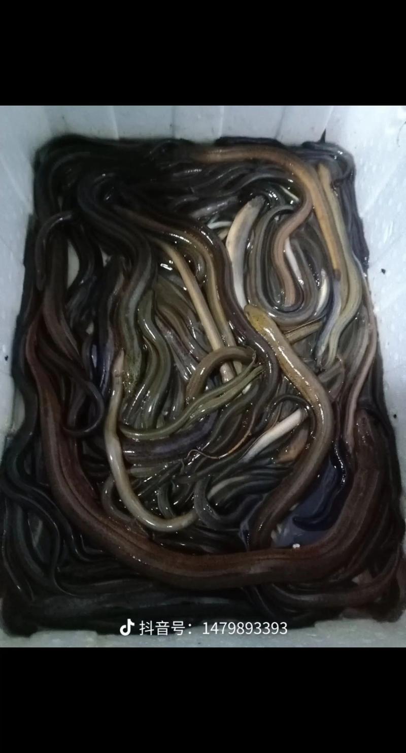 武汉野生黄鳝价格为何波动这么大？-图3