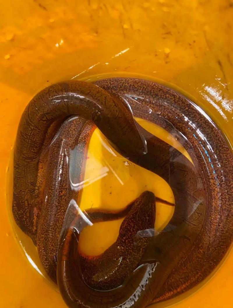 武汉野生黄鳝价格为何波动这么大？-图1