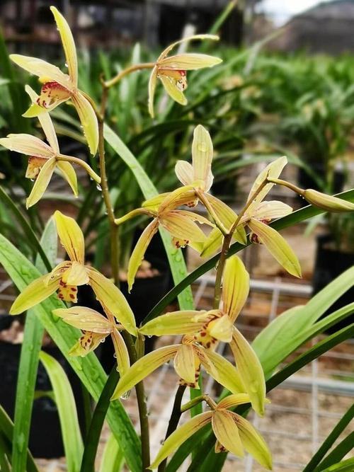 长的高兰花是哪个品种？-图1