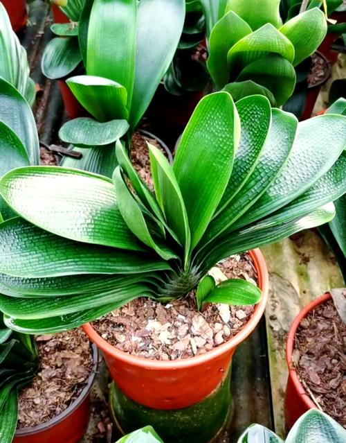 北方君子兰究竟有多少品种？-图1