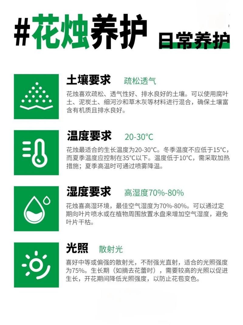 花烛养殖技术培训课件要点有哪些？-图1
