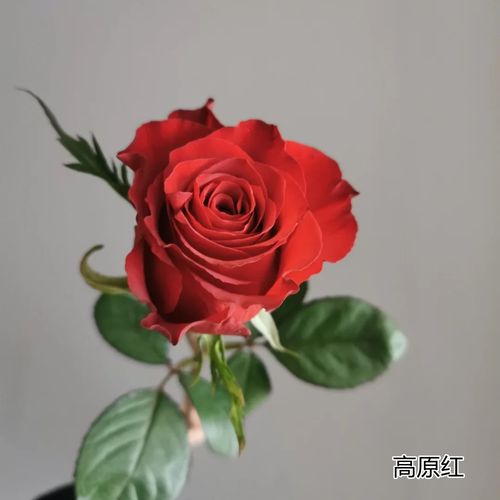 国产玫瑰最好品种是哪个？-图1