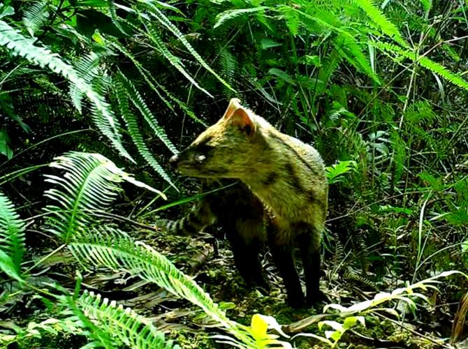 小灵猫养殖技术如何高效利用？-图2