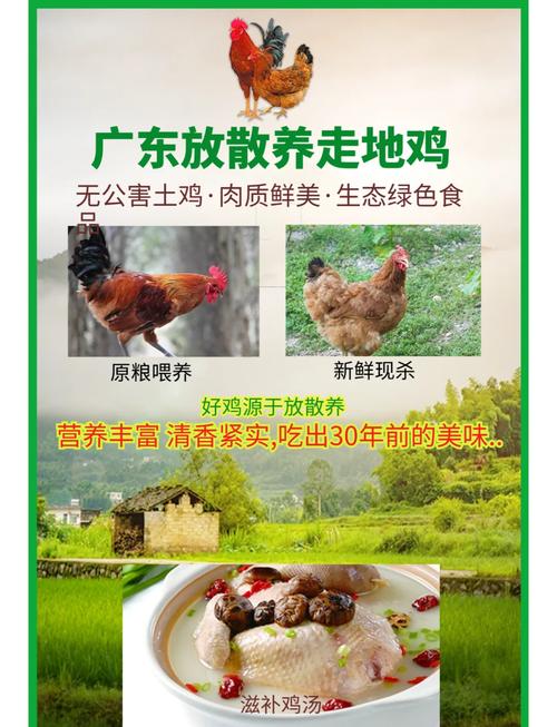 走地鸡养殖如何提升土鸡品质？-图2