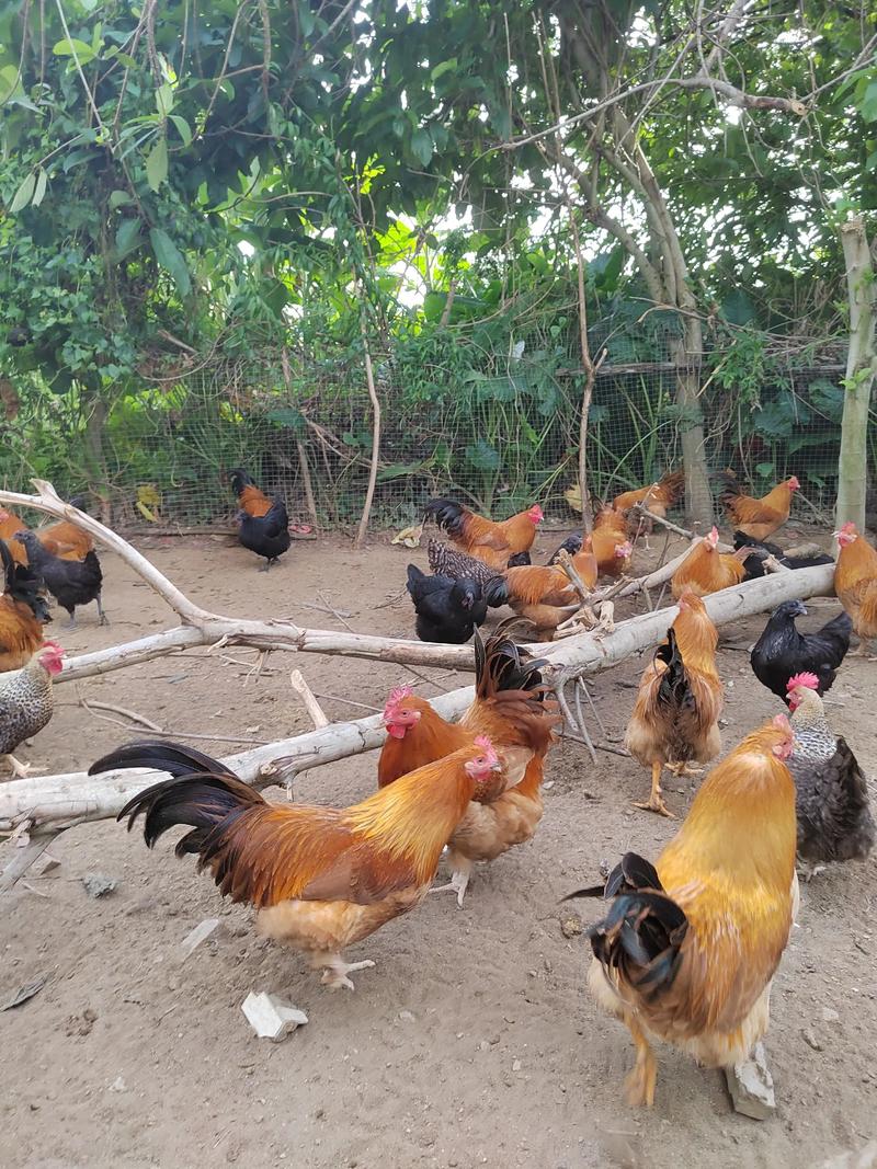 走地鸡养殖如何提升土鸡品质？-图1