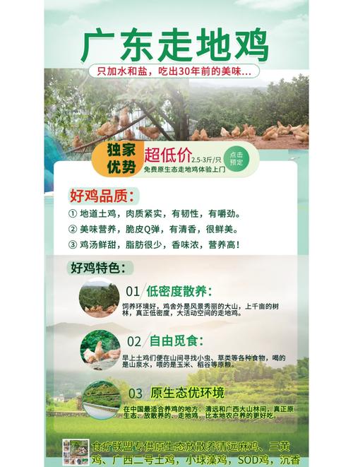 走地鸡养殖如何提升土鸡品质？-图3