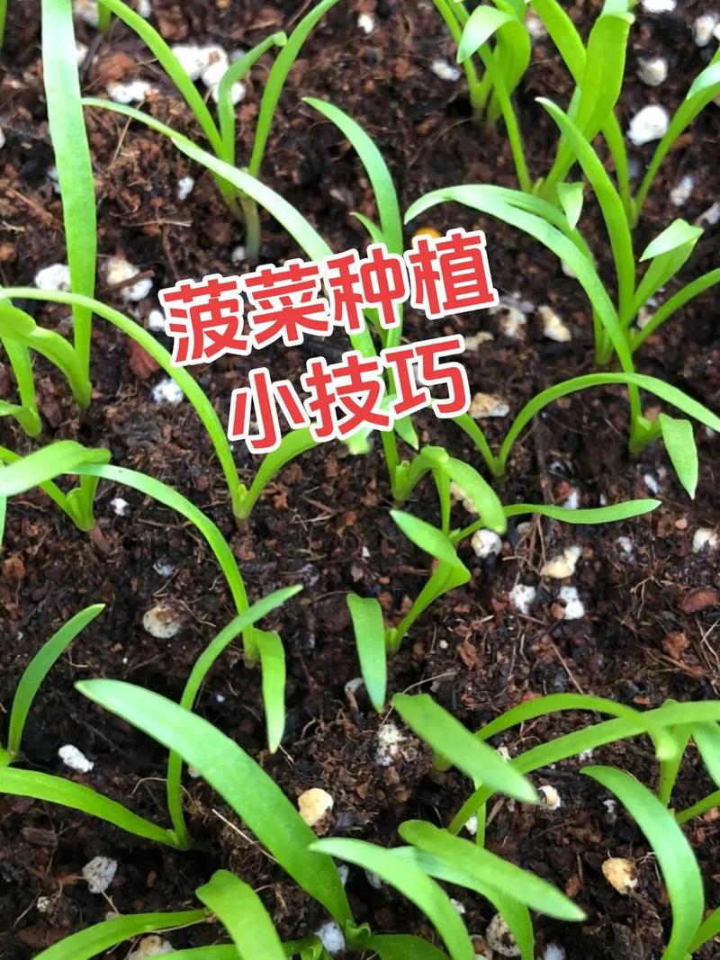 菠菜高产栽培技术有哪些关键要点？-图1