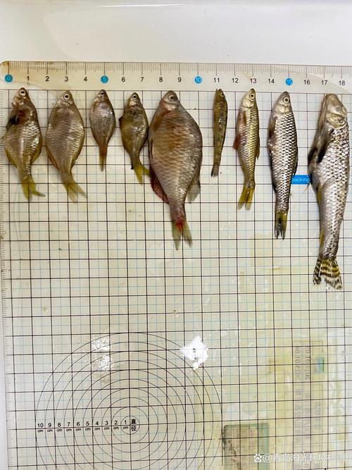 麦穗鱼繁殖技术视频有哪些关键步骤？-图3