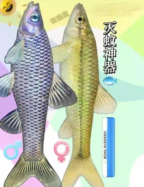 麦穗鱼繁殖技术视频有哪些关键步骤？-图1