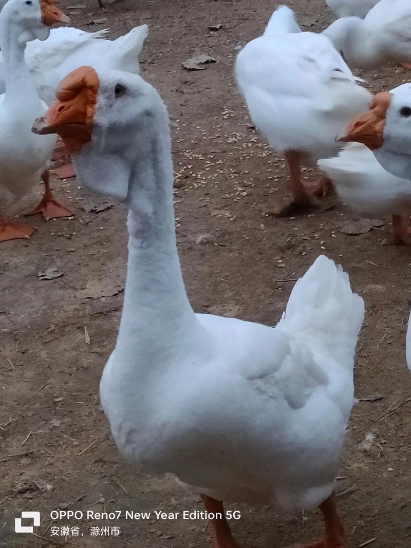 长最大的鹅是哪个品种？-图2