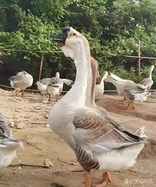 长最大的鹅是哪个品种？-图1