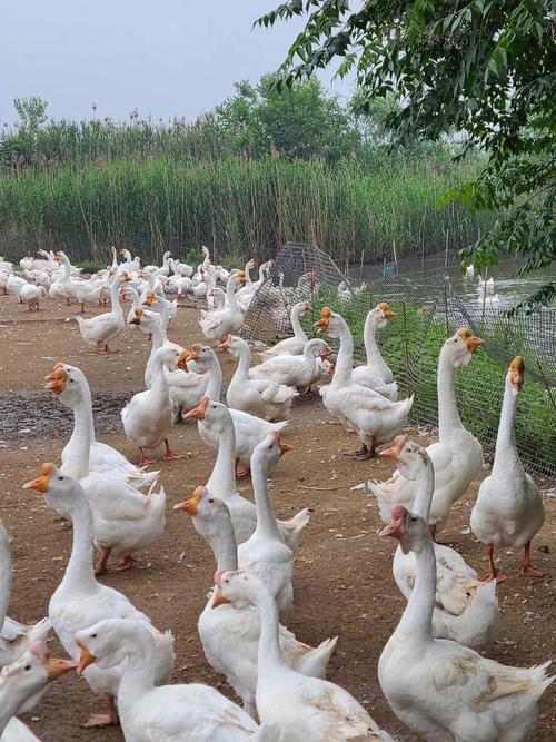 安徽养鹅选什么品种最合适？-图2