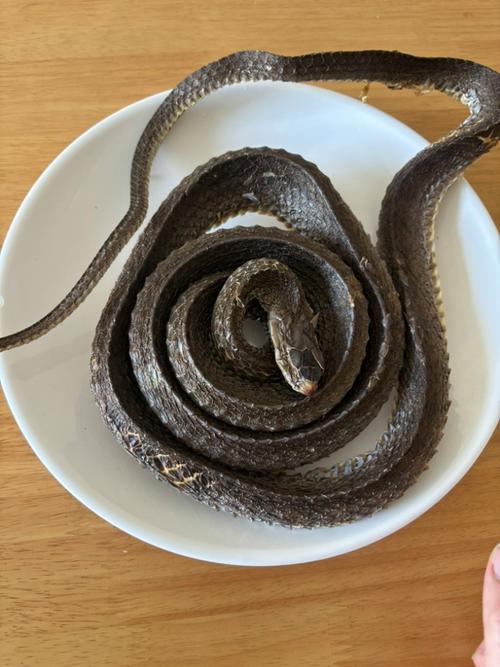 越南水律蛇品种视频6-图3