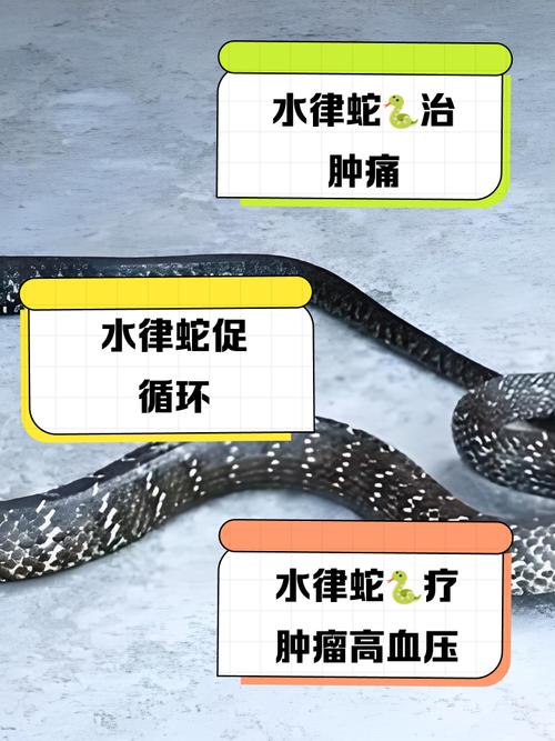 越南水律蛇品种视频6-图2