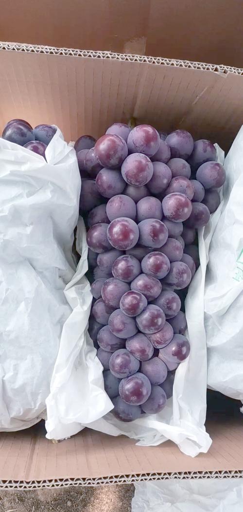 哪些葡萄品种比较好打理？-图1