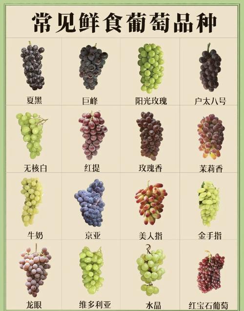 哪些葡萄品种比较好打理？-图3