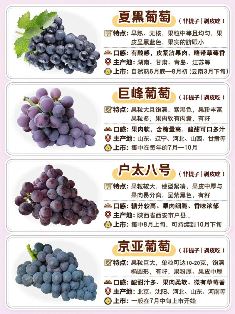 哪些葡萄品种比较好打理？-图2