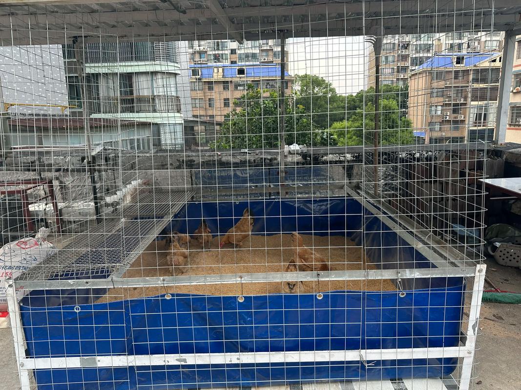 网床养鸡技术视频大全-图3